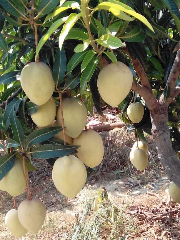 四川仁和区红芒6号单个重:4两以上