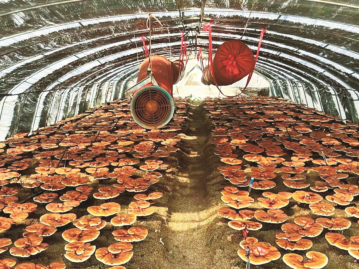 灵芝生长全过程与种植技术详解