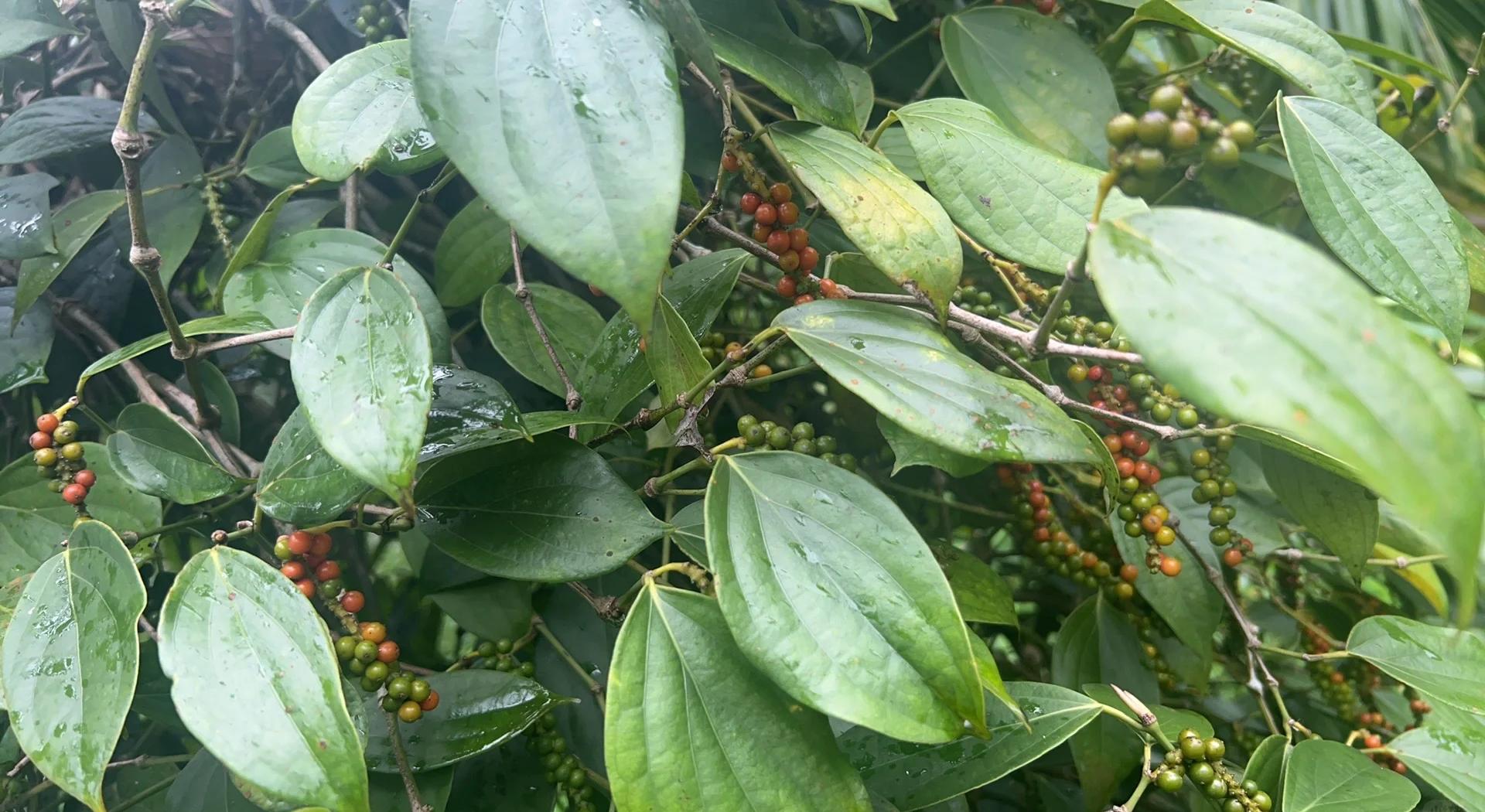 Pepper是胡椒还是辣椒?——从植物学、营养成分到市场应用的全面辨析 - 一亩田