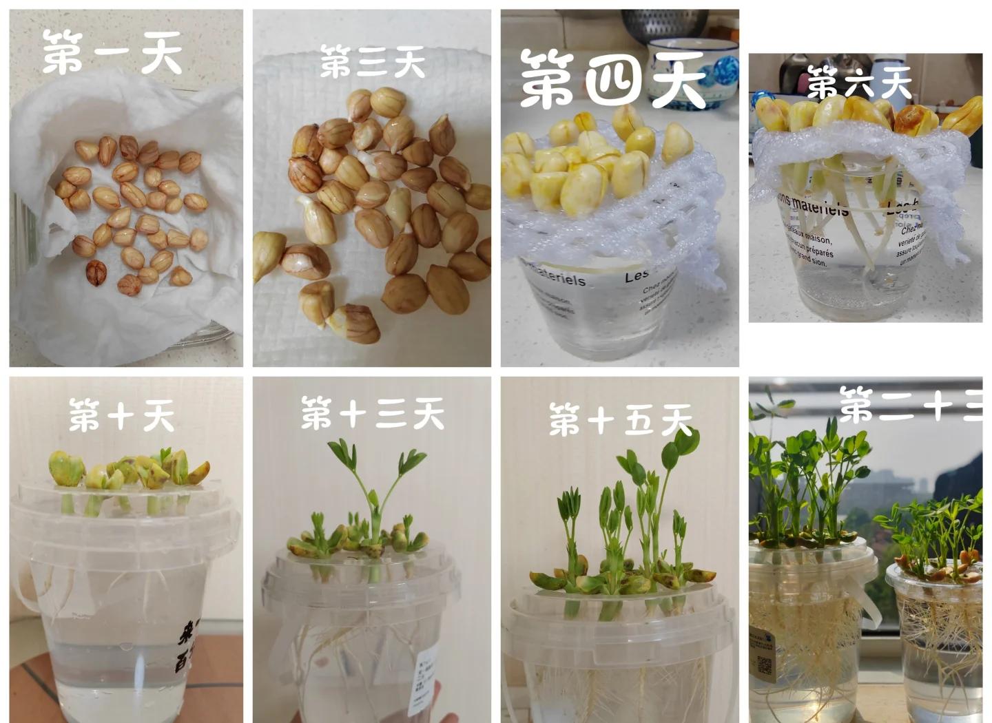 花生生长周期示意图