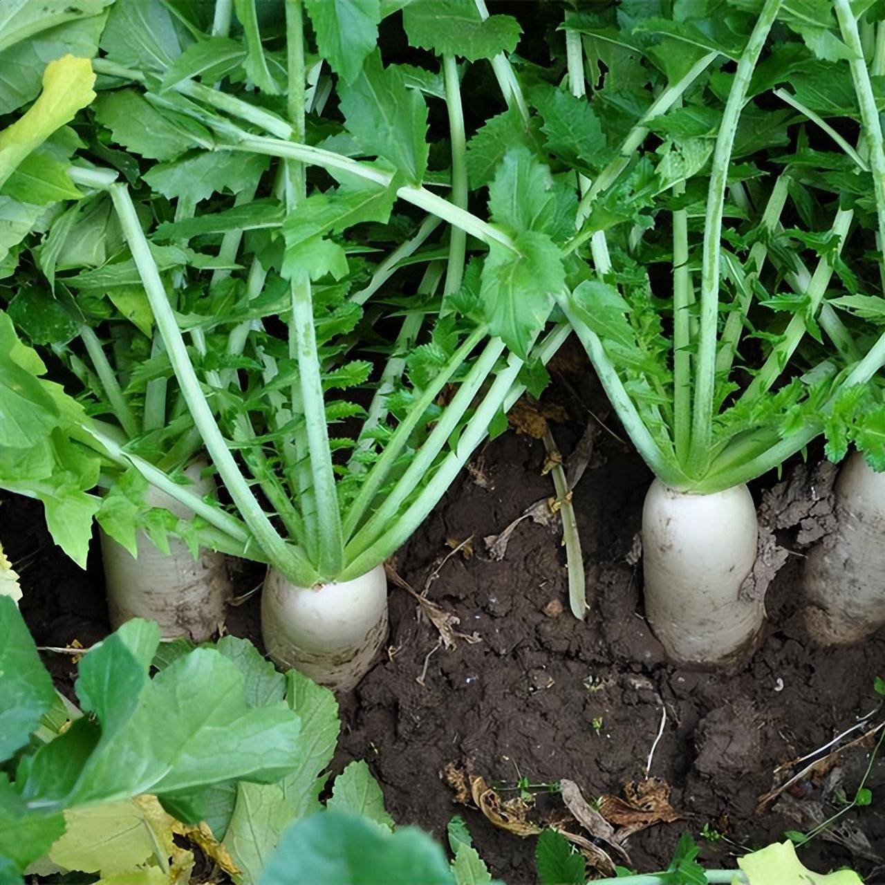 萝卜开花了还会长萝卜吗?权威解析与不同地区种植管理技术指南