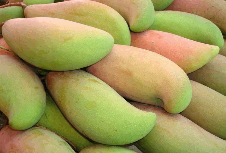 广西七星区青皮芒单个重:10两以上