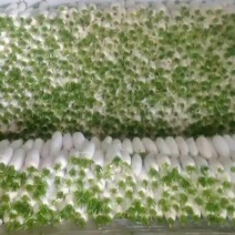 301白萝卜1.5~2斤起