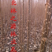 杨树苗