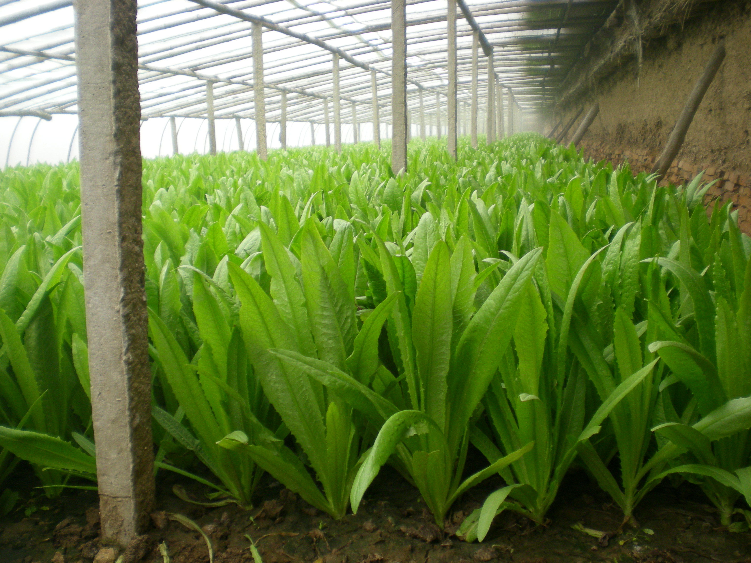 油麦菜在现代化温室中整齐排列生长，植株翠绿健壮，根部湿润，背景可见自动化灌溉系统和温控设备