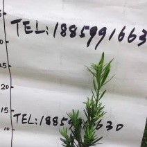 罗汉松苗