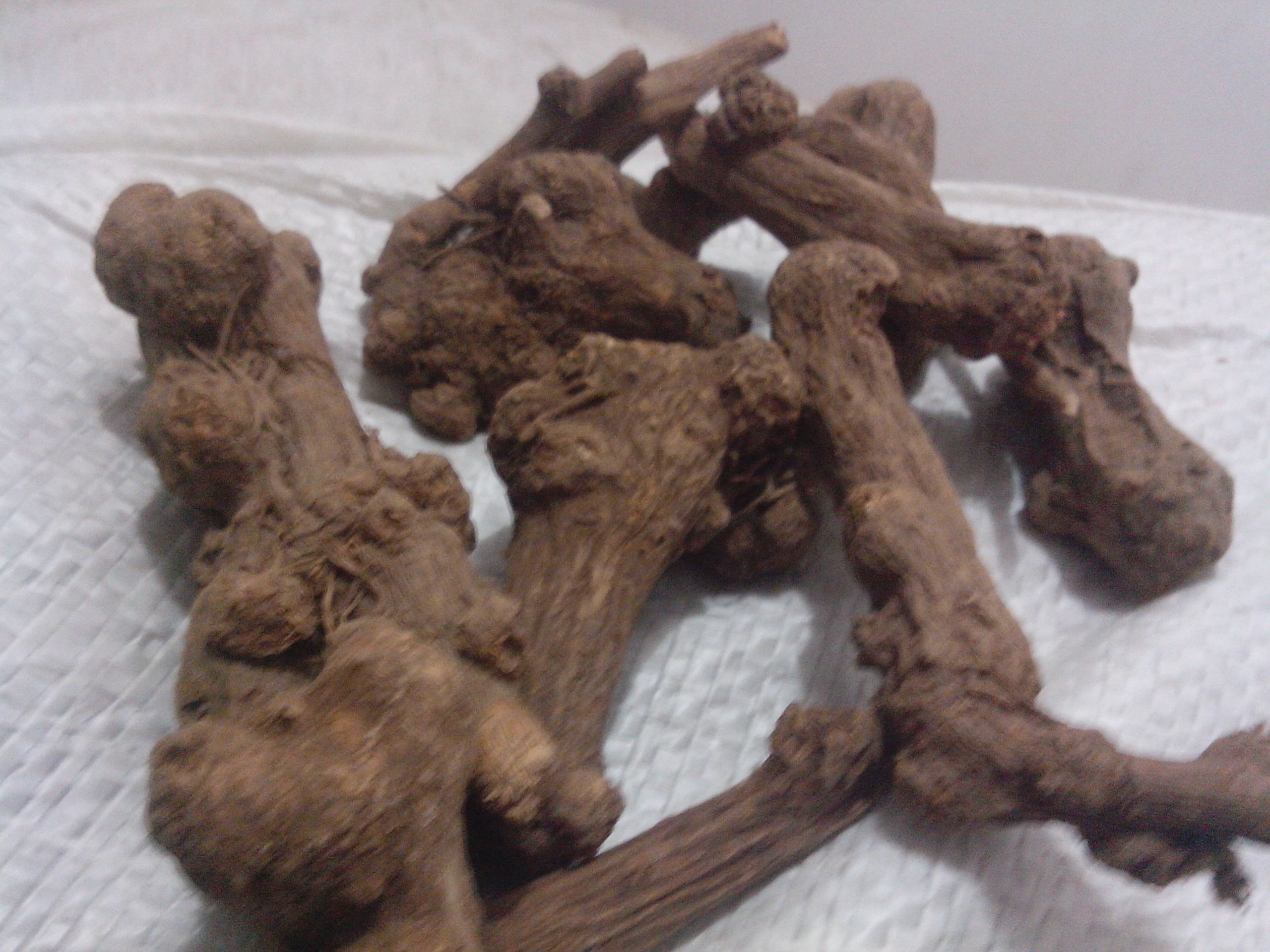 白术植株与干燥饮片特写