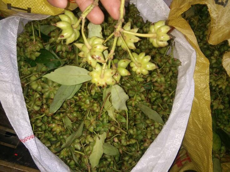 八角选购对比图