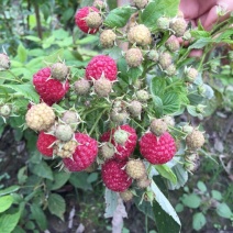 双季树莓苗10~30cm
