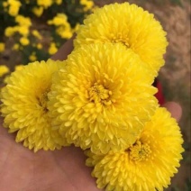 皇菊茶特级