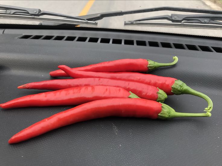 不辣的新鲜辣椒特写