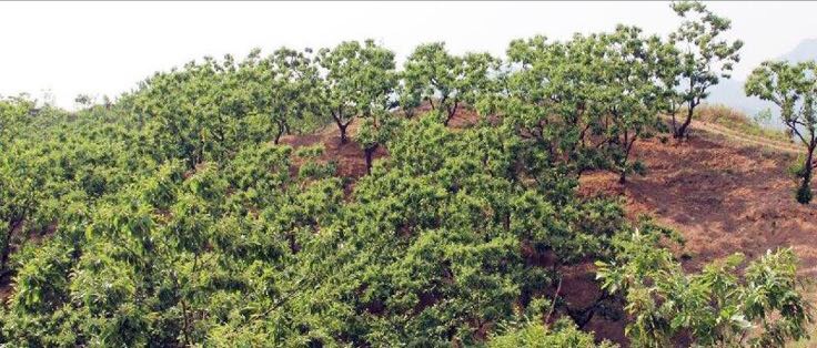 迁西板栗文化节现场，游客在摊位前品尝烤板栗，背景有舞台表演和“迁西板栗”主题展板