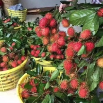 毛丹2cm以上