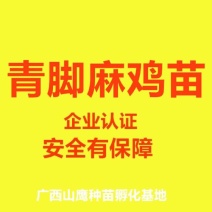 青脚麻鸡苗