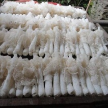 长裙竹荪一级