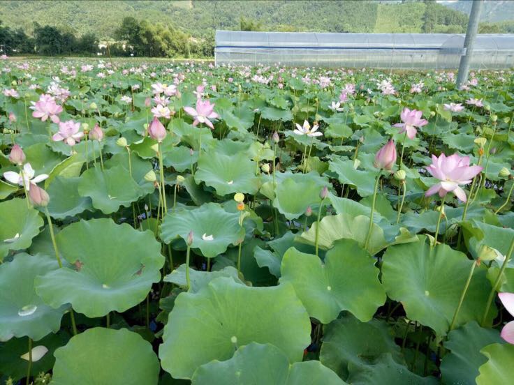 莲藕花盛开在夏日池塘中