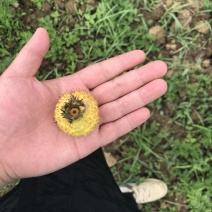 刺梨鲜