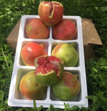 [石榴批发]会理石榴 8两~1斤价格5.00元/斤 - 一亩田