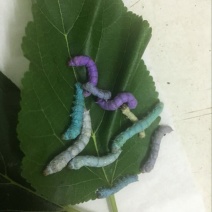 蚕