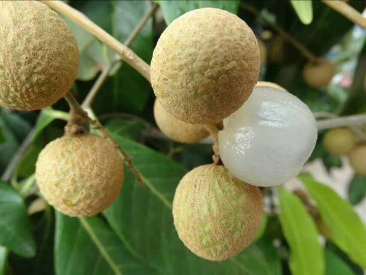 储良龙眼果实特写