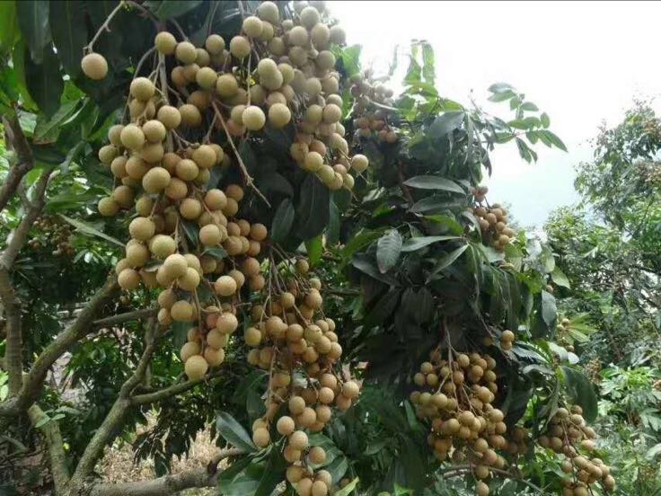 一棵成熟的储良龙眼树,树冠呈半圆形,枝叶茂密,阳光透过树叶照耀在挂满果实的枝条上,树下为红壤土地,背景为南方丘陵果园环境 储良龙眼树整体形态