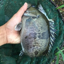 翘嘴鳜食用活鱼30~40cm