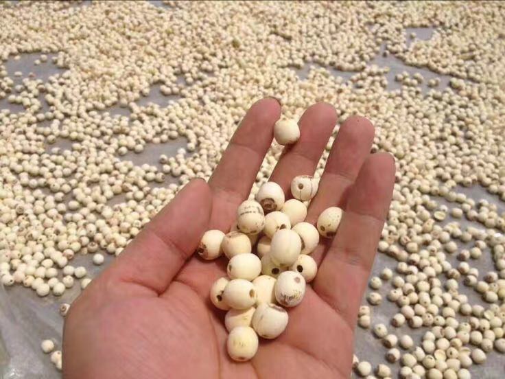 莲子存储示意图