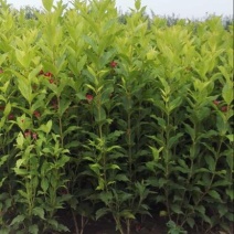 红王子锦带花苗50~80cm