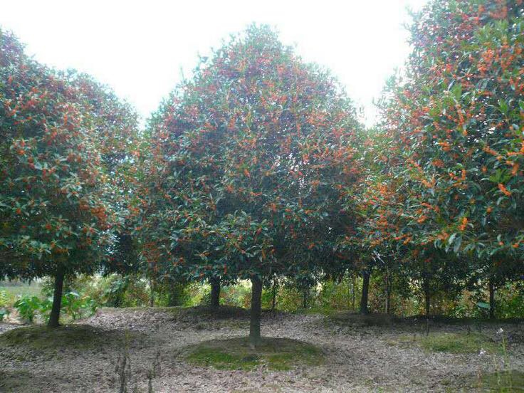 一株盛开的丹桂树,枝头密布橙红色小花,花瓣呈四裂状,簇生于叶腋之间,背景为秋日暖阳下的古典园林院墙,光线柔和,空气中仿佛弥漫着淡淡清香 丹桂盛开特写