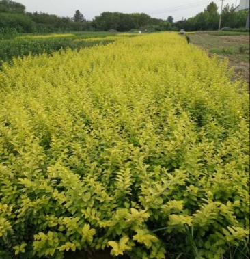 金叶女贞苗4050cm