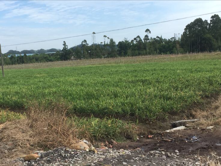 阳光下的子姜种植田,农民正在田间劳作,绿色生态种植环境清晰可见 子姜种植田间实景