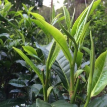 普洱茶一级