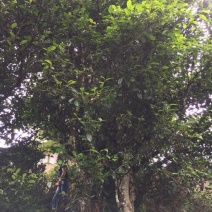 老树茶特级
