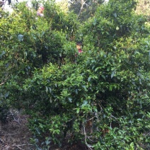 古树茶一级
