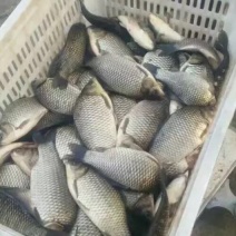湖北洪湖杂交鲫鱼鱼塘直批