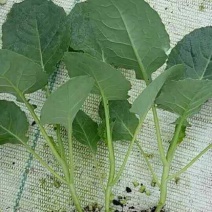 西兰花苗