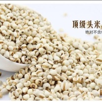 薏米产自贵州薏米仁除湿养颜排毒包邮