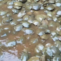 黄沙鳖2.5~3斤