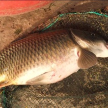 河鲤鱼食用1~2公斤