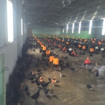 脱温山鸡苗500克以上脱温苗通货