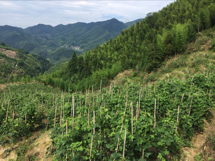 竹山村粉葛种植基地航拍图,展示连片种植的粉葛田与青山绿水相映成趣 竹山村粉葛种植基地