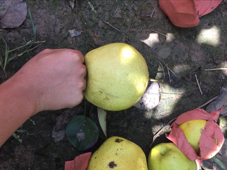 家庭制作冻酸梨场景