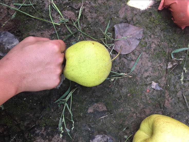 农民正在林下种植区手工采摘北五味子,身穿浅色工作服,手持小剪刀从藤蔓上剪下成熟的紫黑色果穗,脚下铺设白色接果布防止遗漏,周围植被茂密,空气湿润 北五味子人工采摘现场