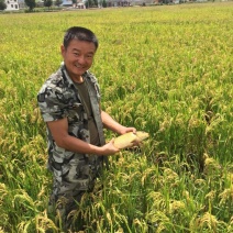 鲤鱼1~2公斤食用