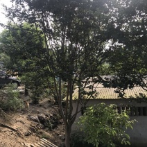 紫薇2~3米8~10cm2.5~3米