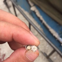 棉籽