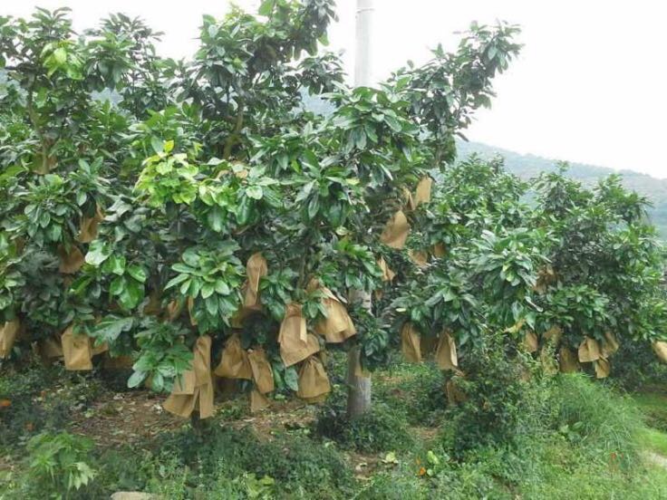 一名技术人员正在果园中进行蜜柚套袋操作,展示正确手法:左手托住果实,右手将纸袋套入,袋口位于果柄基部,使用金属夹固定,背景为整齐排列的蜜柚树 蜜柚套袋操作示范图