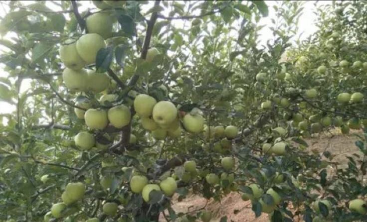 陕西省淳化县连片规模化黄元帅苹果种植基地,秋季果园航拍画面,果树整齐排列,果实挂满枝头,背景为黄土高原丘陵地貌,阳光充足,呈现丰收景象 淳化县黄元帅苹果果园航拍图