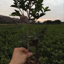 金森女贞4cm以下