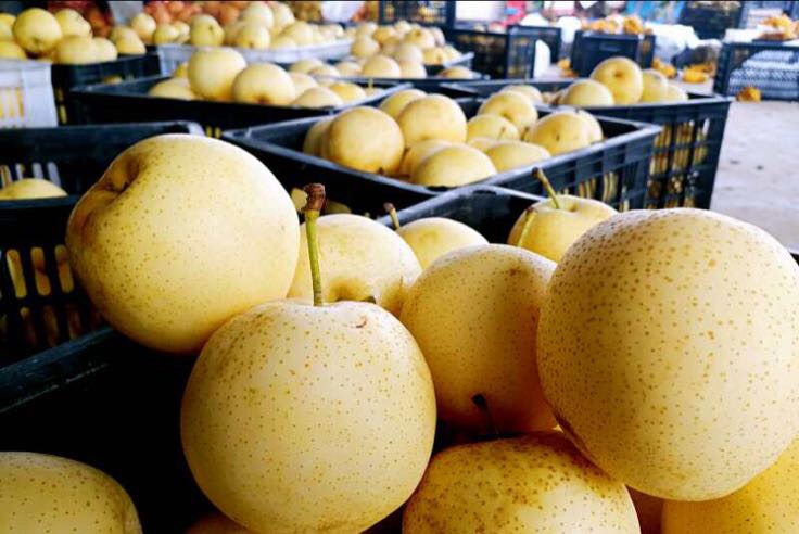 广元黄金梨采摘现场图